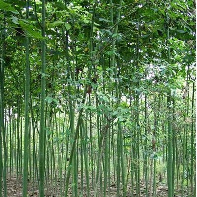 綠化苗28 -福建興輝苗木 產(chǎn)品展示(福建紅繡球、福建興輝苗木 、紅葉石蘭)-金泉網(wǎng)