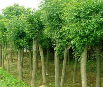 河北白蠟|速生白蠟|白蠟小苗價格|優(yōu)質(zhì)白蠟供應