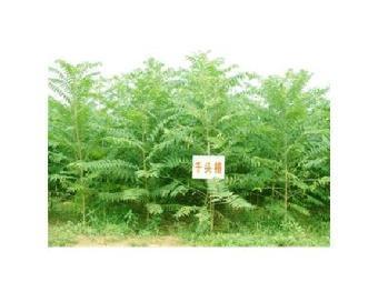 江蘇千頭椿苗木批發(fā)價(jià)格表查詢(xún)_志趣網(wǎng)