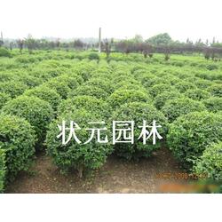 小葉女貞批發(fā) 小葉女貞供應(yīng) 小葉女貞廠(chǎng)家 