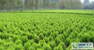 苗木-花木、柏球、花柏球、蜀檜球、大葉黃楊_農副產品_世界工廠網中國產品信息庫