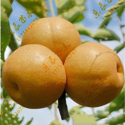 新聞 成都香紅蜜梨梨樹苗基地